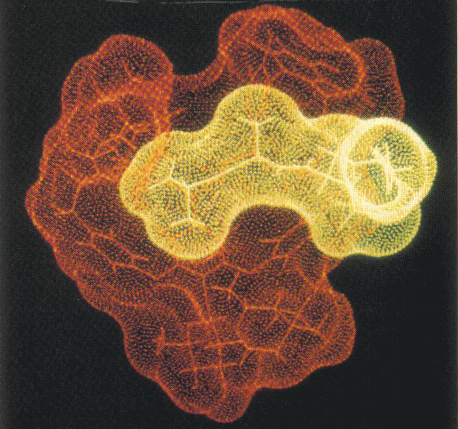 The results of supercomputer calculations used to display model interactions relating to the design of new drugs. Shown here are vancomycin peptide interactions.