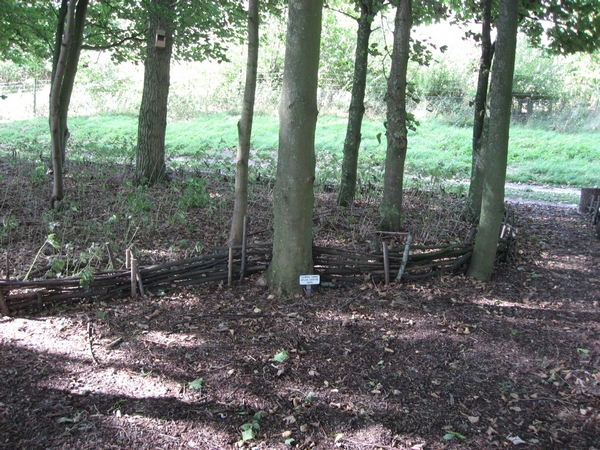 Chris Hims, Woodland walk, 1974