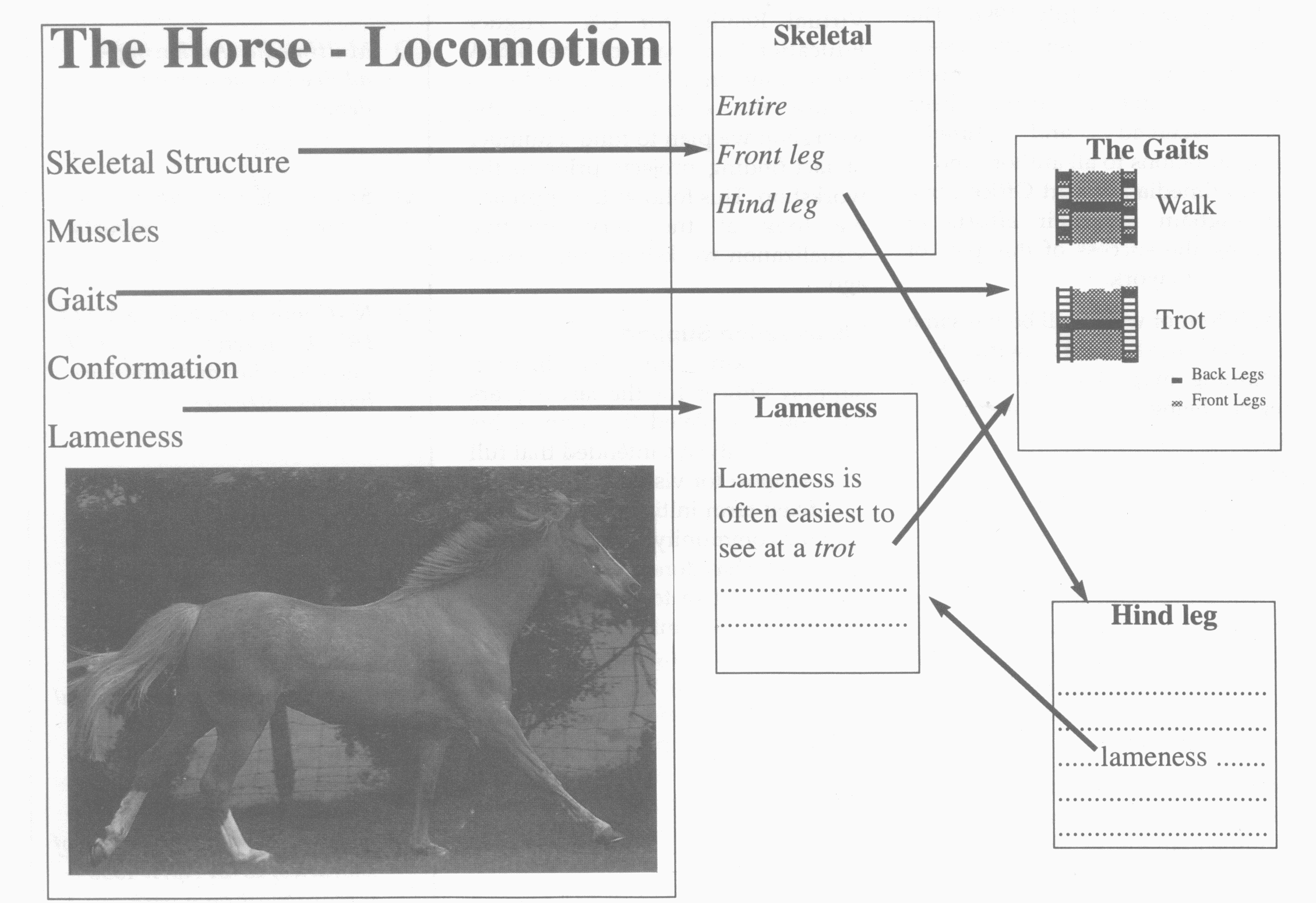 Figure 1: Horse Gaits